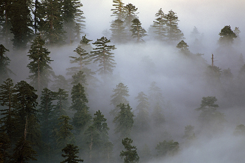 Национальный Парк Редвуд (Redwood)
